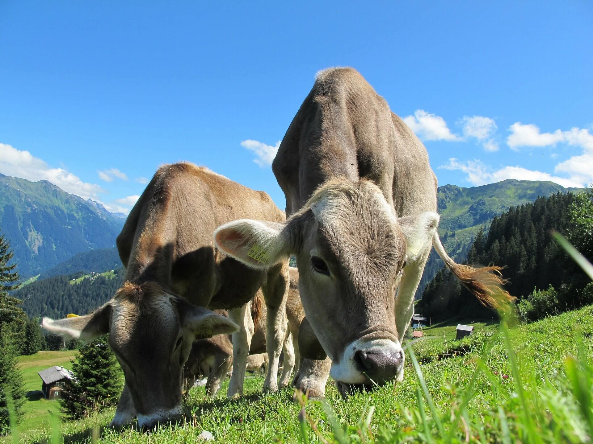 A herd of cows